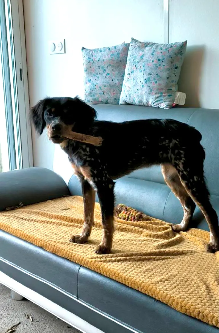 Chienne Perdue 14 Calvados Ponts sur Seulles - Vénus